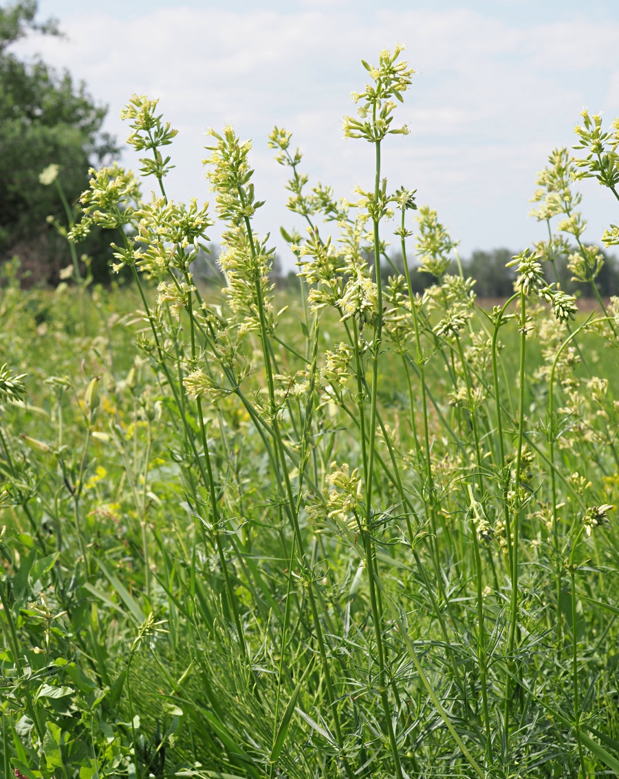Изображение особи Silene sibirica.