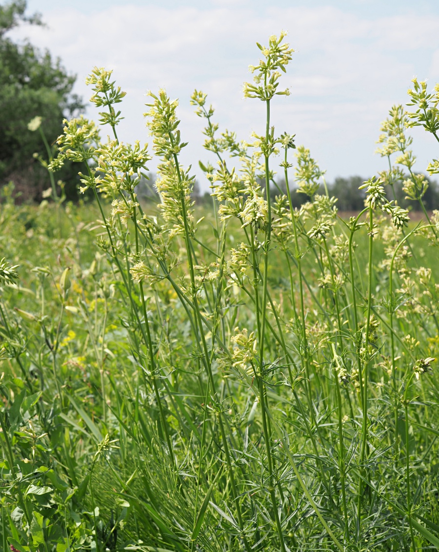 Image of Silene sibirica specimen.