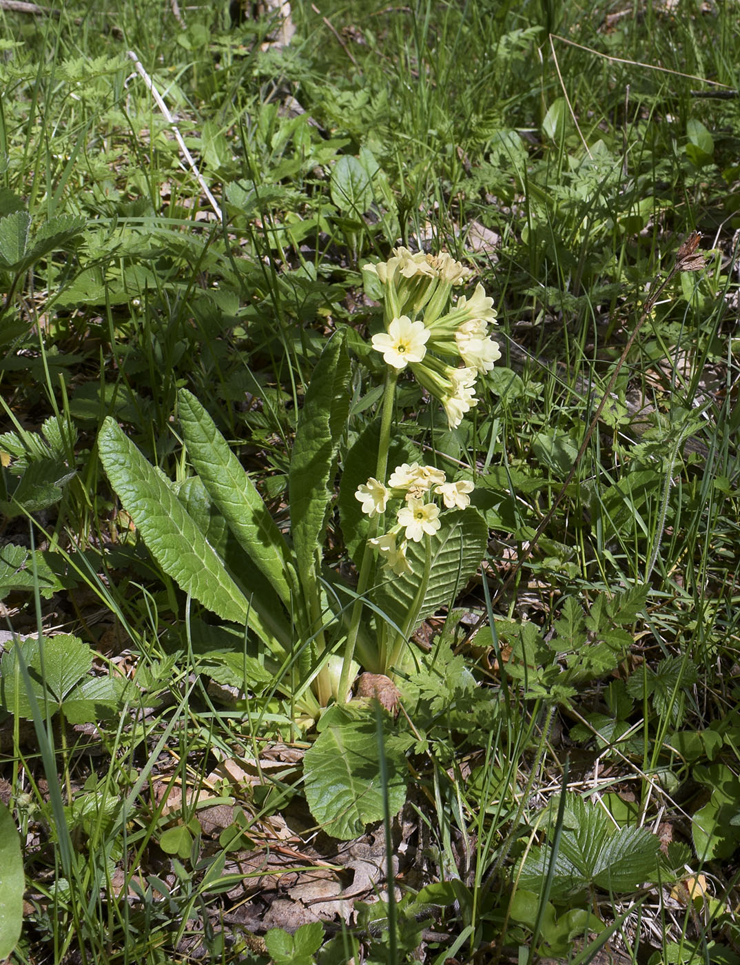 Image of Primula intricata specimen.
