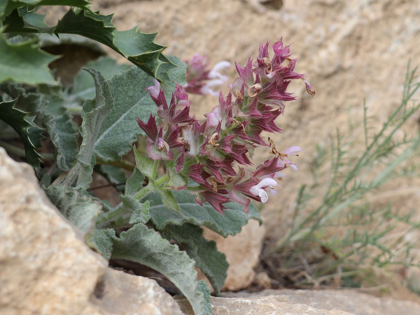 Изображение особи Salvia sarawschanica.