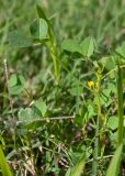 Medicago polymorpha