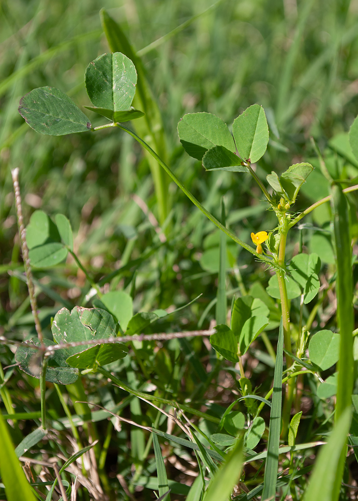 Изображение особи Medicago polymorpha.