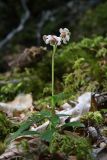 Chimaphila umbellata