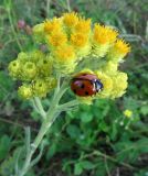 Helichrysum arenarium