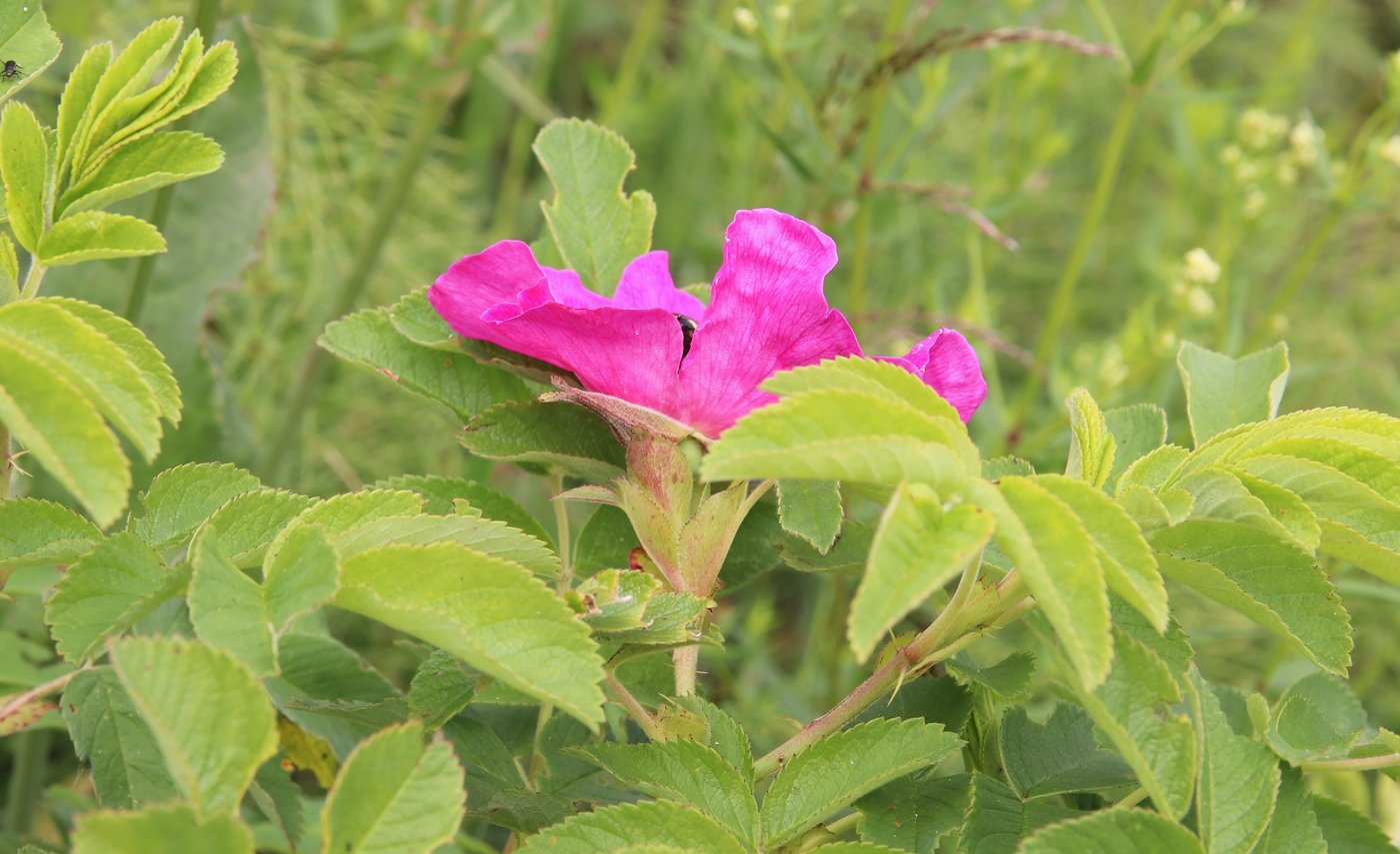Изображение особи Rosa × majorugosa.