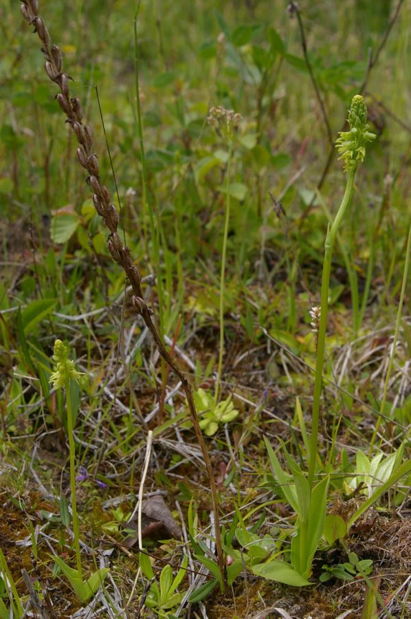 Изображение особи Herminium monorchis.
