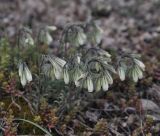 Onosma tenuiflora