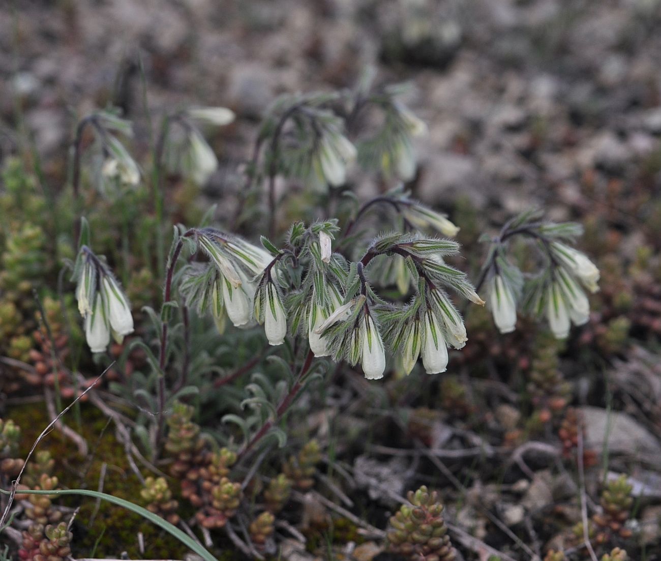 Image of Onosma tenuiflora specimen.
