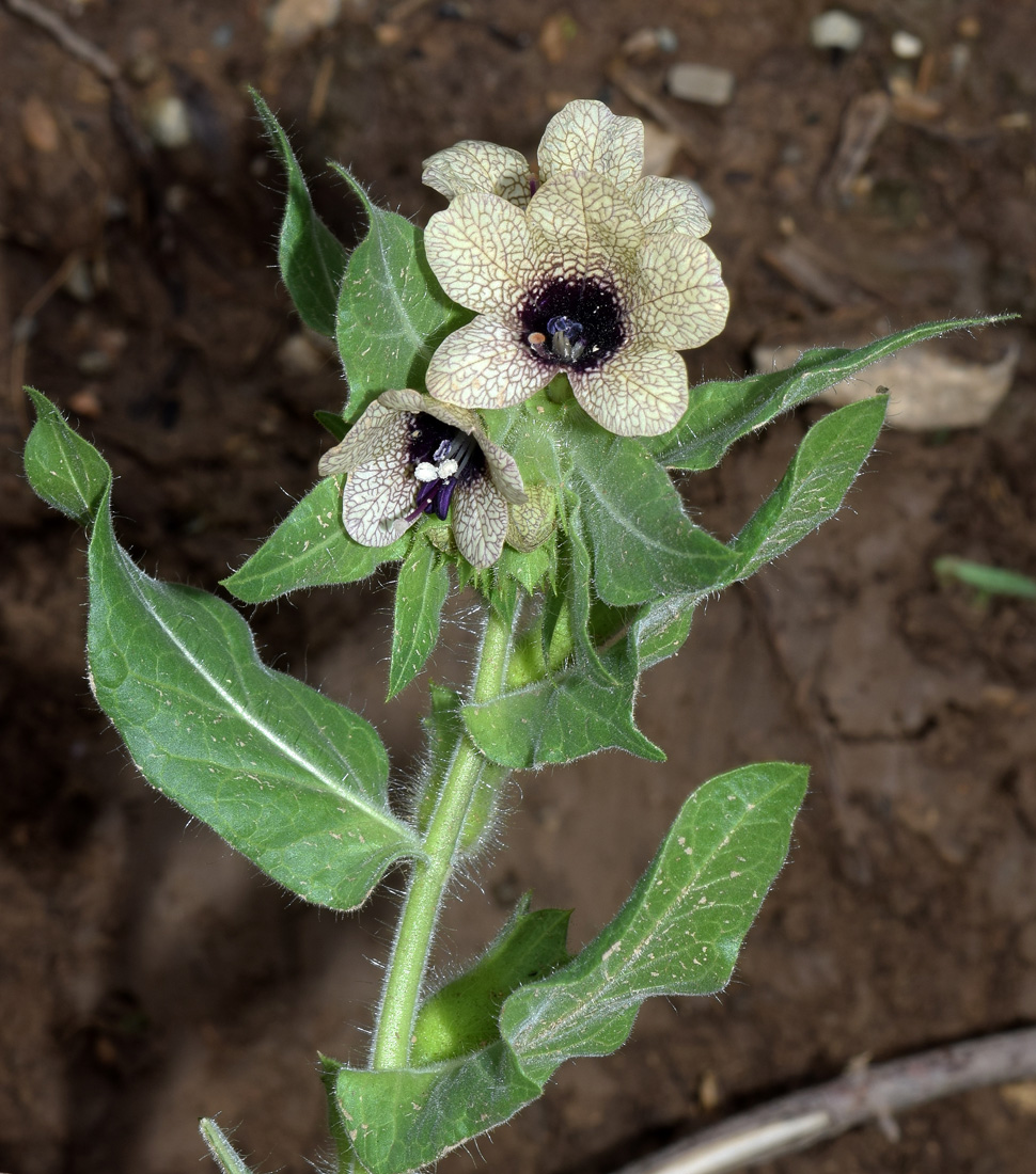 Изображение особи Hyoscyamus niger.