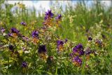 Melampyrum nemorosum