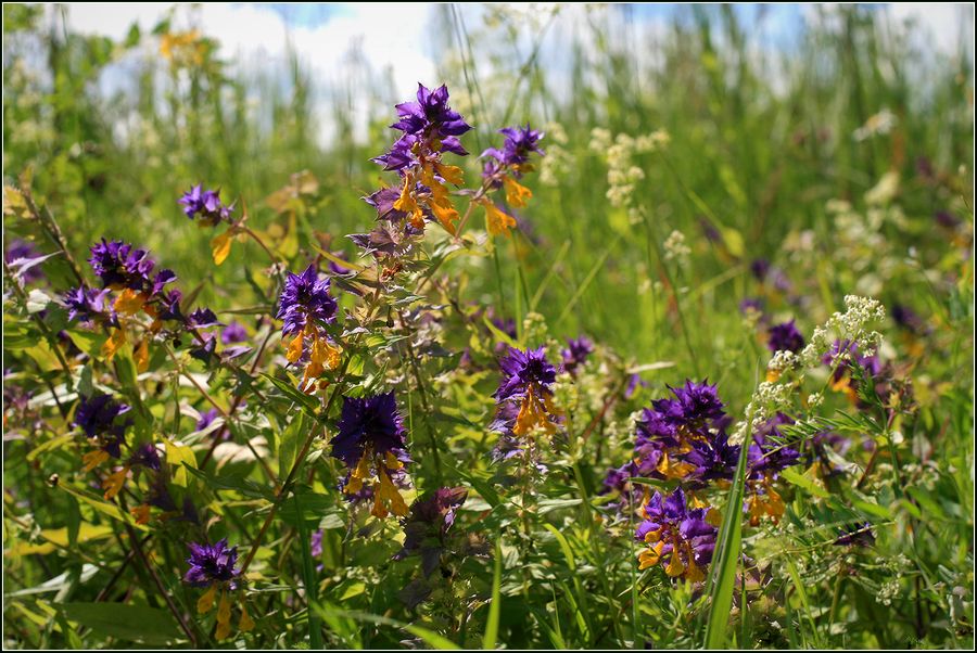 Изображение особи Melampyrum nemorosum.