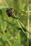 Trifolium pratense