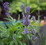 Lavandula angustifolia