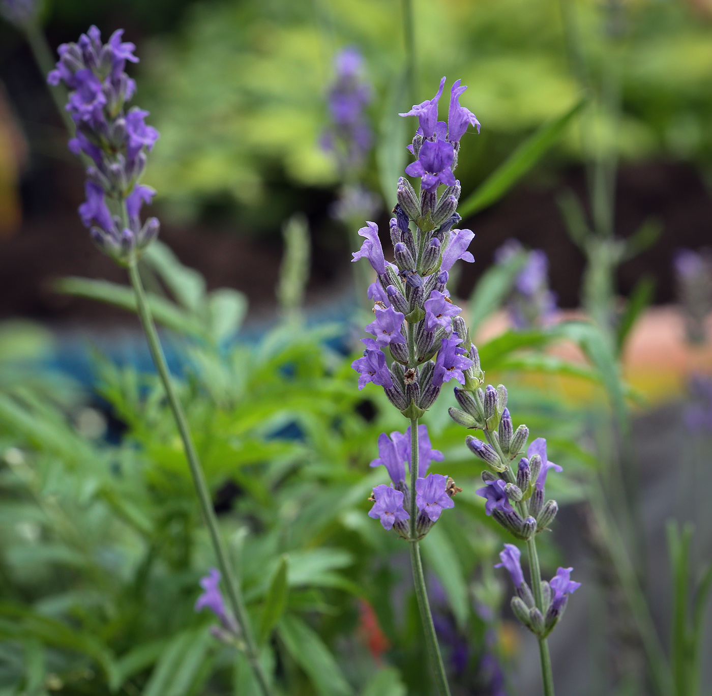 Image of Lavandula angustifolia specimen.