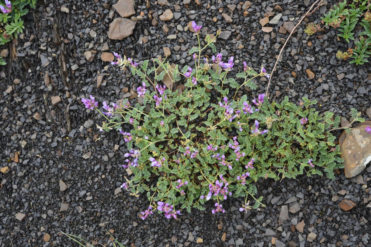 Image of genus Astragalus specimen.