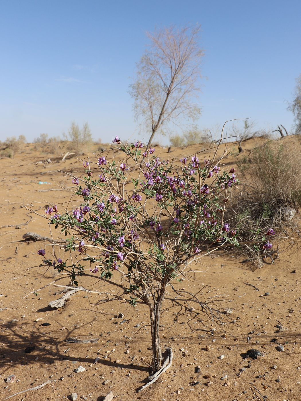 Изображение особи Astragalus paucijugus.