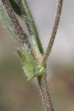 Lens nigricans. Часть стебля с прилистниками. Крым, Севастополь, Байдарская дол., можжевеловое редколесье. 30.04.2025.