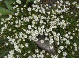 genus Cerastium