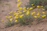 Linum czernjajevii