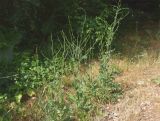 Cichorium intybus