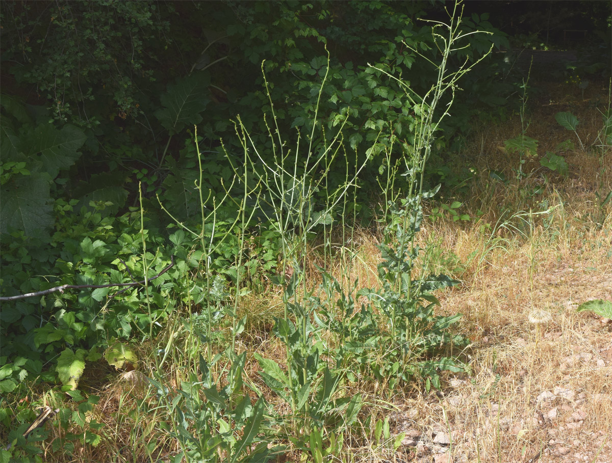 Image of Cichorium intybus specimen.