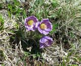 Pulsatilla regeliana. Цветущее растение. Алтай, Кош-Агачский р-н, массив горы Талдуаир. 04.07.2009.