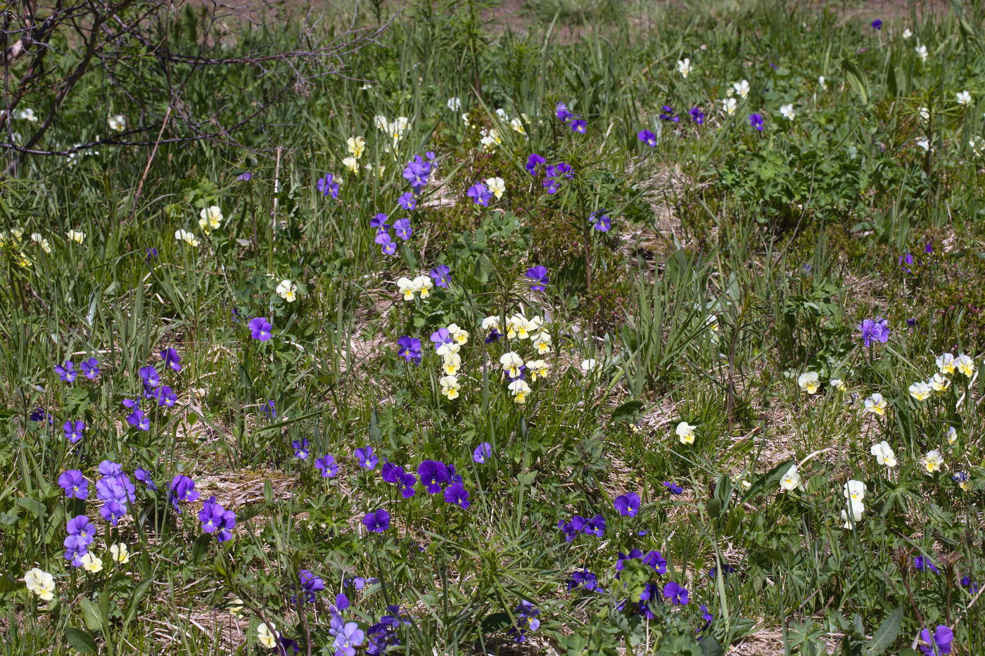 Изображение особи Viola altaica.