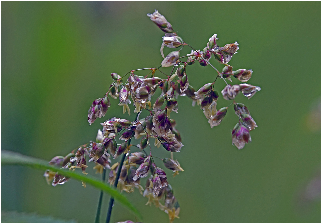 Image of Hierochloe odorata specimen.