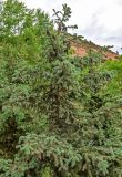 Picea meyeri. Крона взрослого дерева с шишками. Китай, пров. Ганьсу, хр. Циляньшань, дол. Матисы, ≈ 2600 м н.у.м., опушка смешанного леса. 05.06.2025.