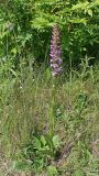 Gymnadenia conopsea