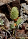 Salix lanata