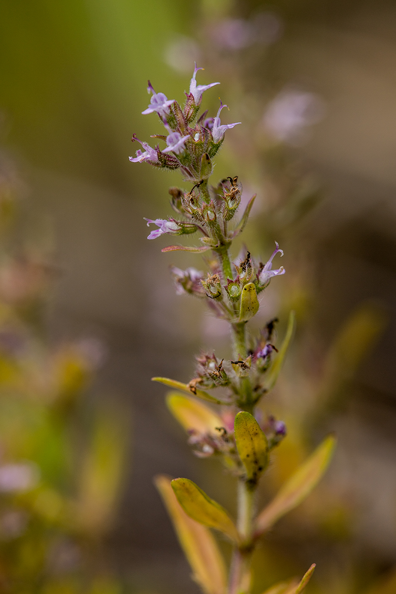 Image of genus Thymus specimen.