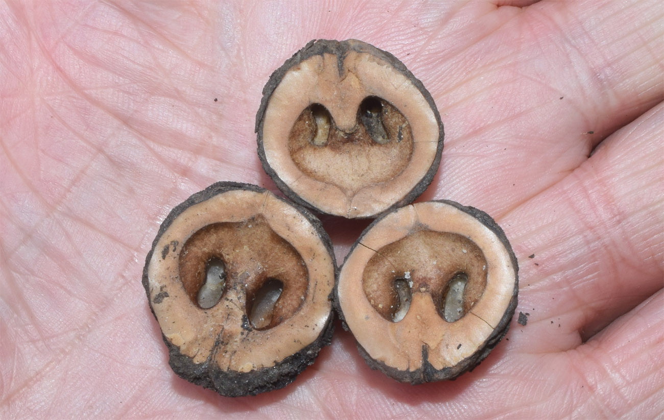 Изображение особи Juglans microcarpa.