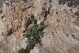 genus Cotoneaster. Вегетирующее растение. Турция, ил Ван, р-н Битлис, кальдера Немрут, СВ участок, в трещине каменной глыбы. 21 мая 2025 г.