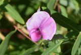 Lathyrus latifolius. Цветок. Узбекистан, г. Ташкент, Ботанический сад им. Ф.Н. Русанова, в культуре. 03.09.2025.