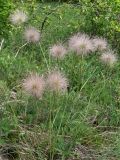 Pulsatilla grandis. Плодоносящие растения на холме с выходом доломитов. Венгрия, окр. Будапешта, Будайские горы. 27.04.2010.