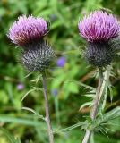 genus Cirsium