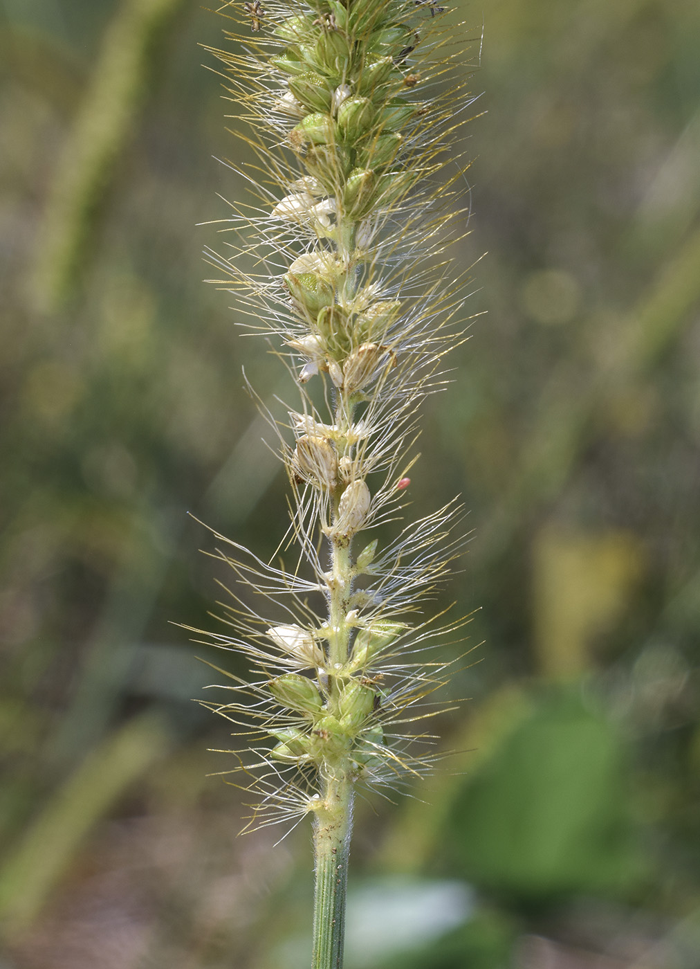 Image of Setaria pumila specimen.