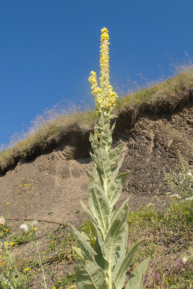 Image of Verbascum thapsus specimen.