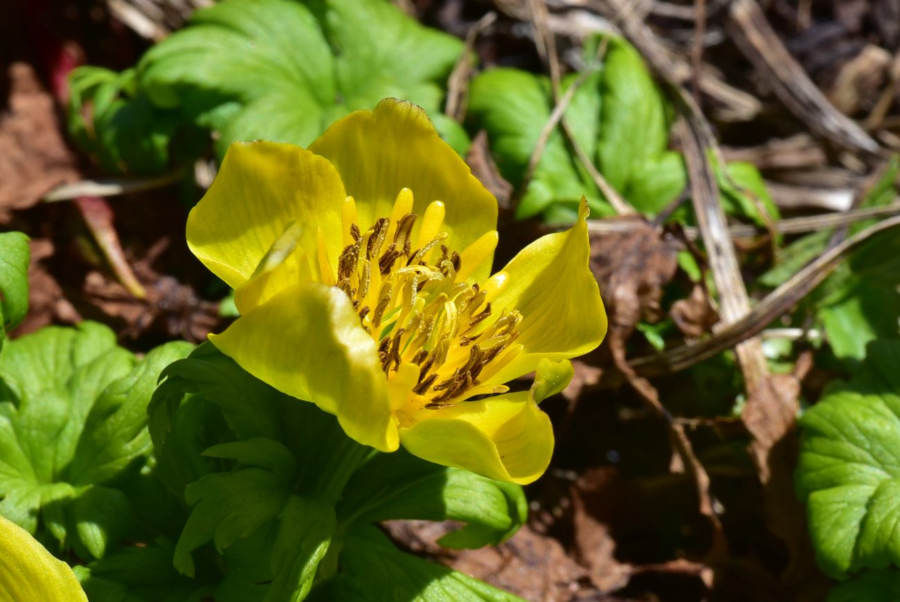 Image of Trollius ranunculinus specimen.