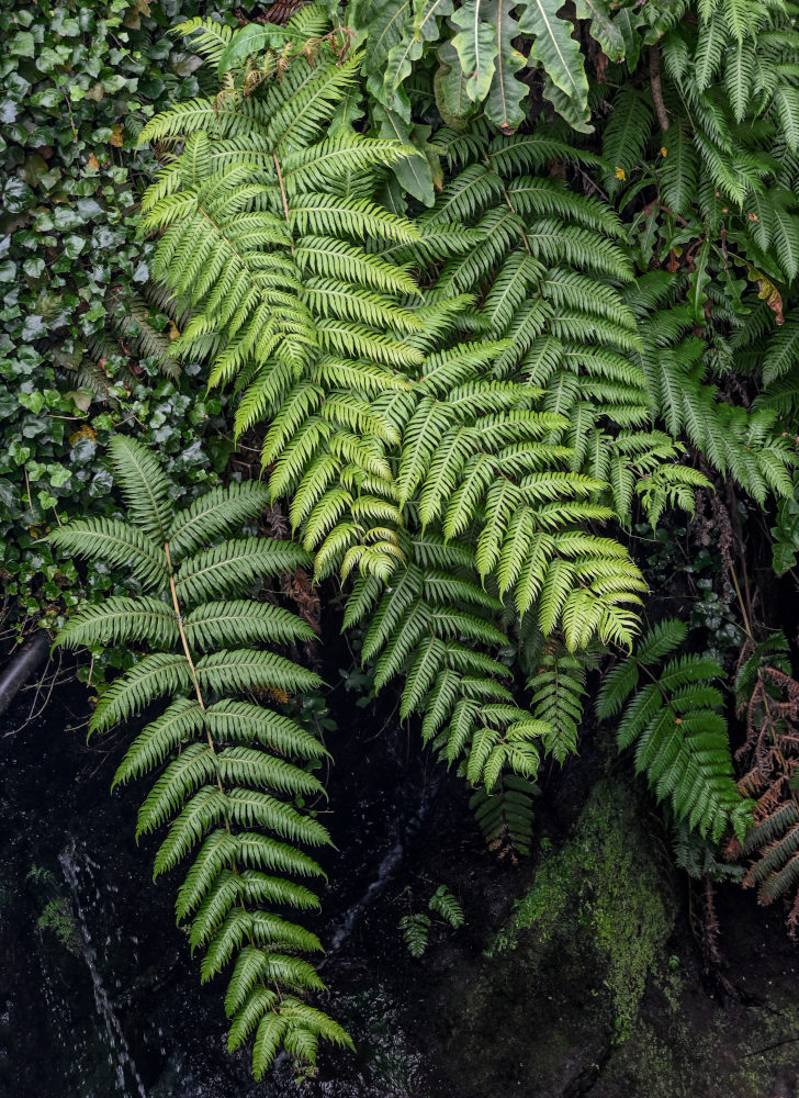 Изображение особи Woodwardia radicans.