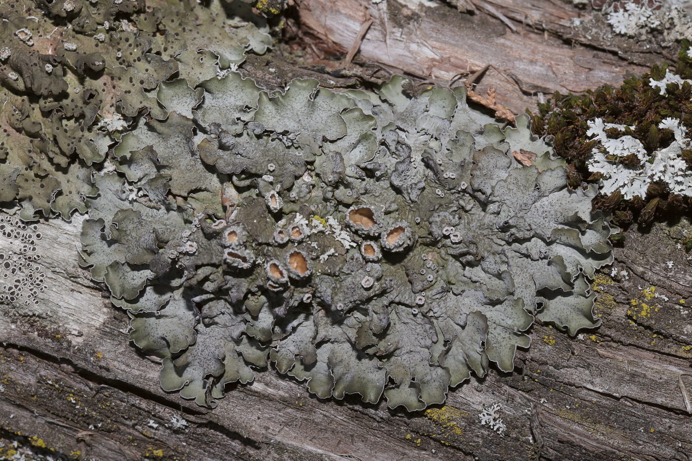 Image of Pleurosticta acetabulum specimen.