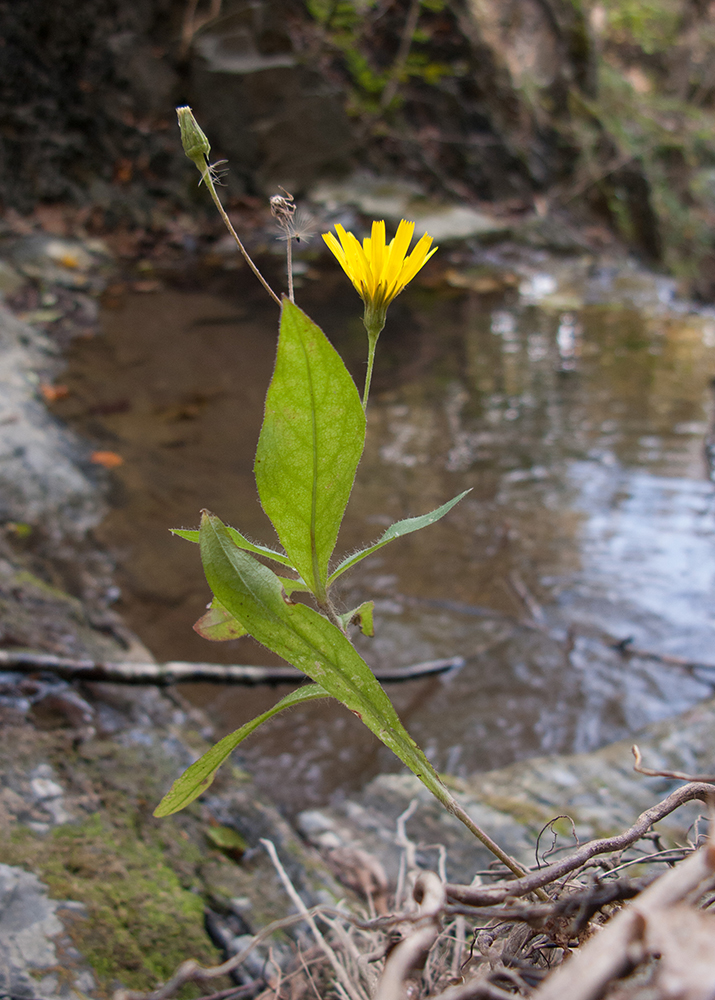 Изображение особи Hieracium virgultorum.