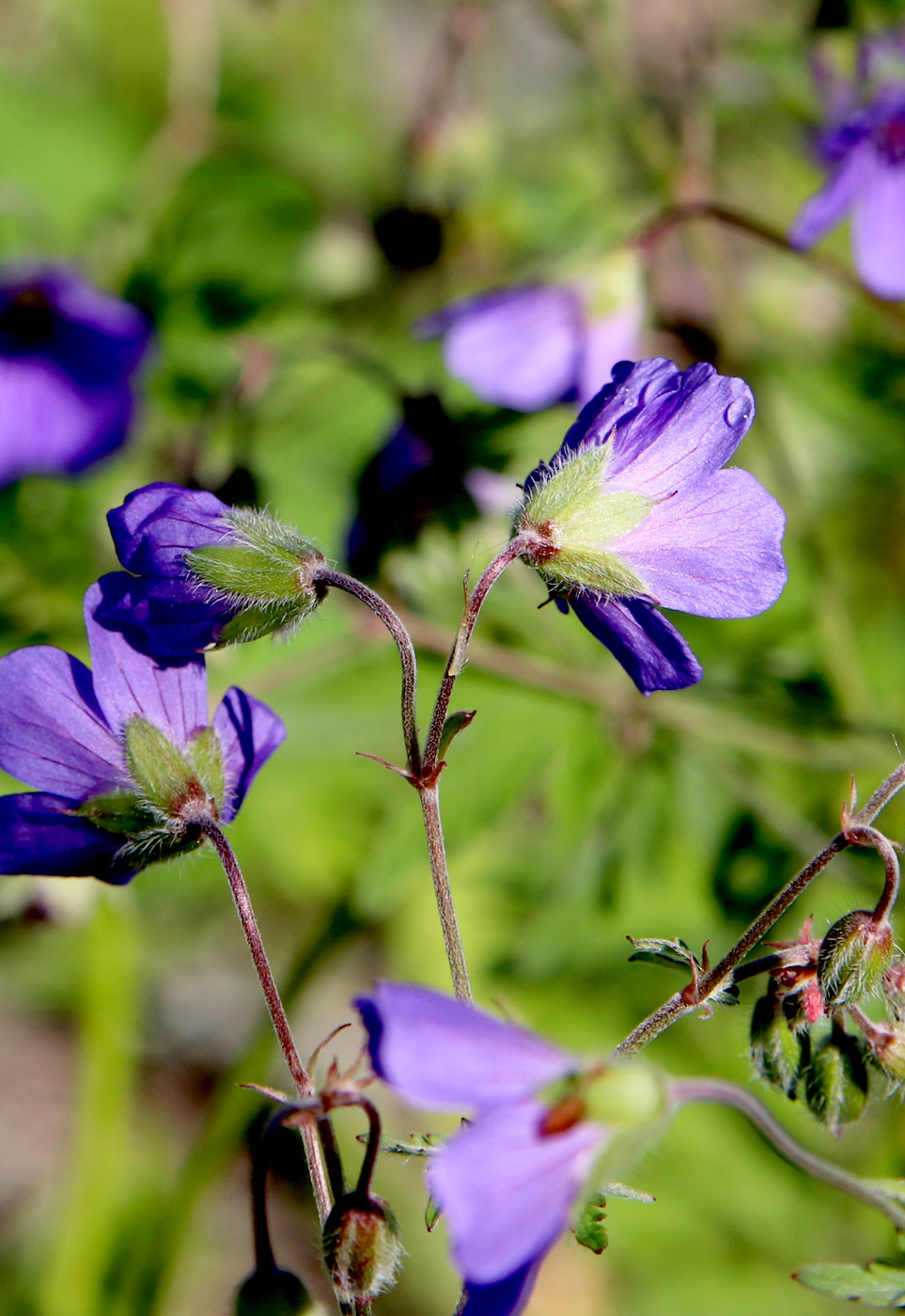 Изображение особи Geranium sylvaticum.