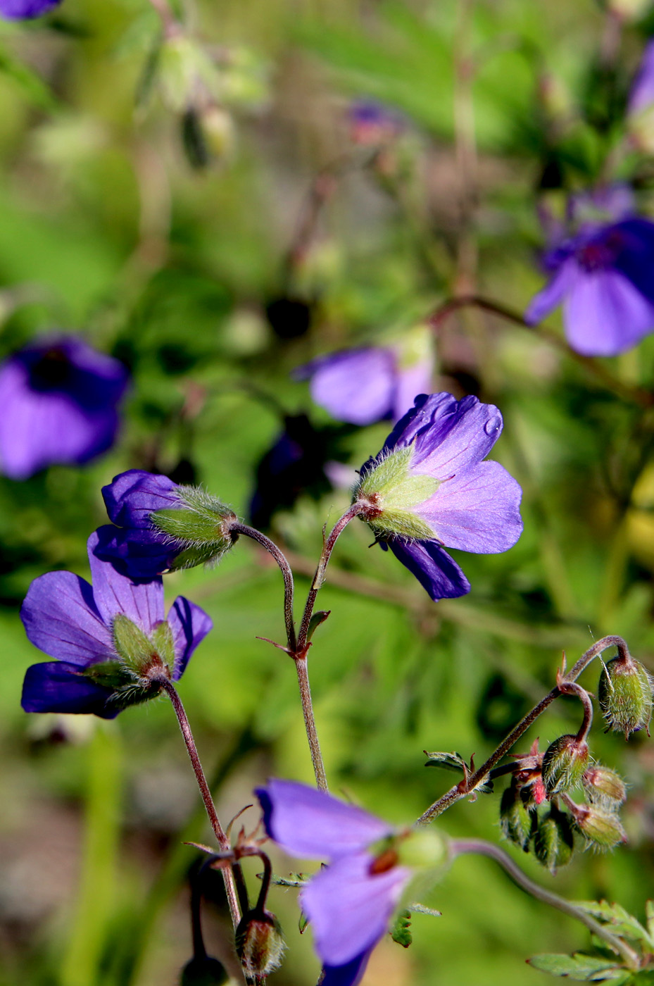 Image of Geranium sylvaticum specimen.
