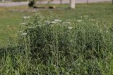 Achillea nobilis. Цветущие растения. Крым, Севастополь, газон. 14.12.2025.