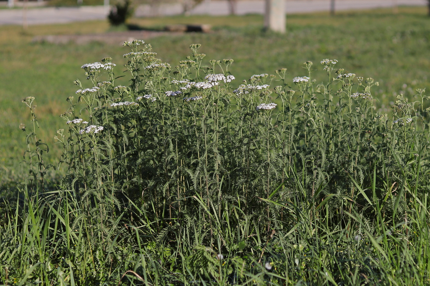 Изображение особи Achillea nobilis.