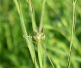 Linum bienne