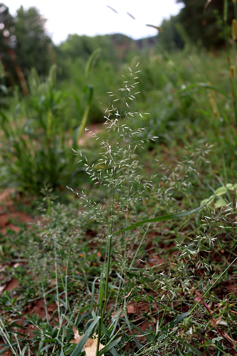 Изображение особи Eragrostis amurensis.