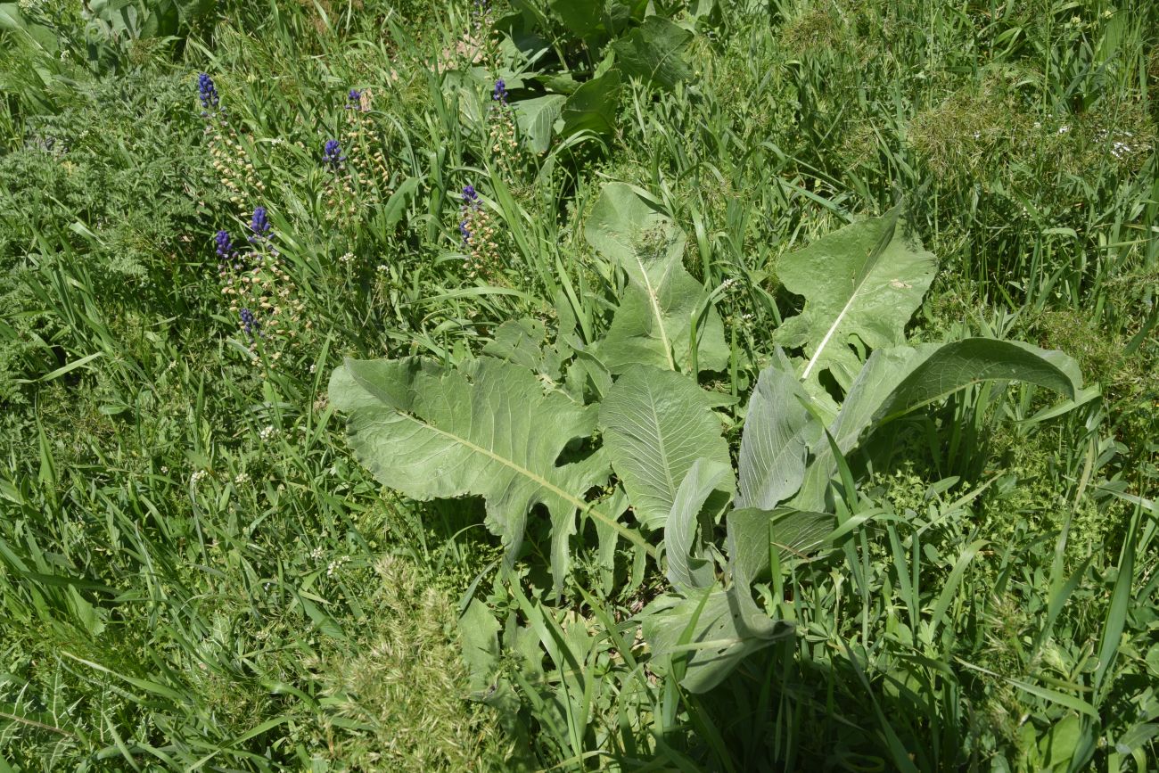 Изображение особи Неопознанный вид.